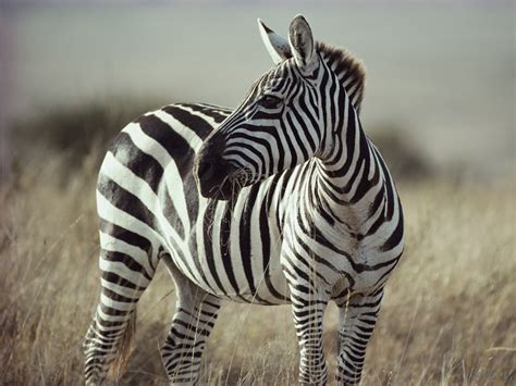 zebras have striped figgerits|Zebras have striped .